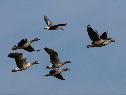 Greater White-fronted Goose